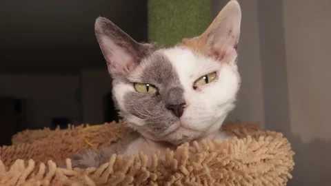 Portrait of a Devon Rex cat Stock Footage 333384399