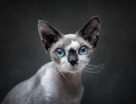 Portrait of Devon Rex cat Stock Photos