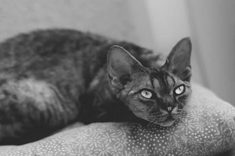 Portrait Of Devon Rex Cat 스톡 사진