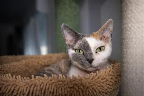 Portrait of a Devon Rex cat Stock Photos