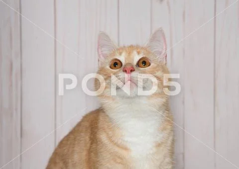 Portrait of a diluted orange tabby cat with bright vibrant yellow orange eyes Stock Photos