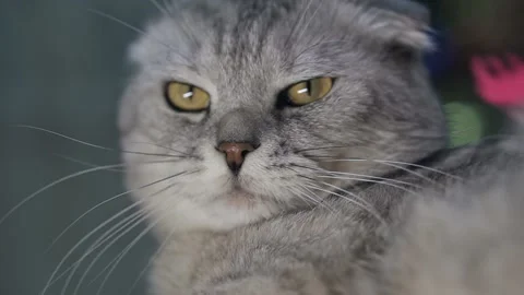 A portrait of a disgruntled gray cat looking at the camera while being combed Stock Footage 145943819