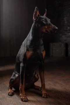 Portrait of Doberman on the dark background Fotos Stock