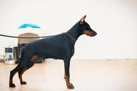 Portrait of Doberman Fotos de archivo