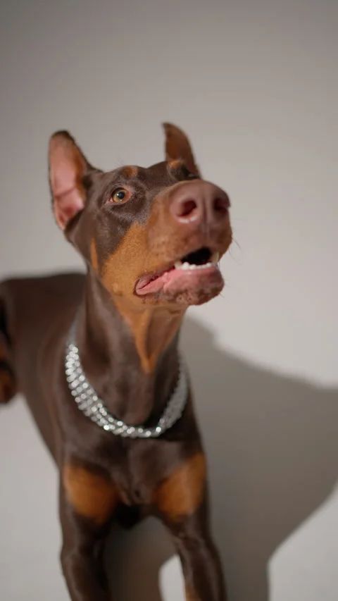 Portrait of Doberman in studio. Concept of attention, devotion, status Video stock 278370269