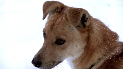 Portrait of a dog against a background of falling snow Video stock 83844268