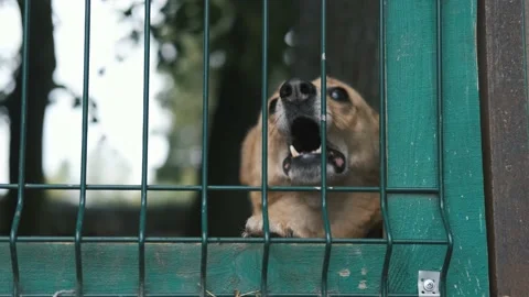 Portrait dog barking behind a cage Video stock 239437270