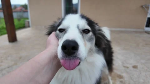 A portrait of a dog being petted. Stock Footage 317640145