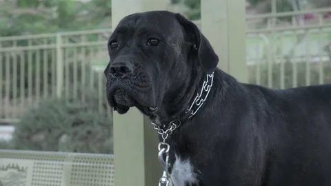 will electric fence keep cane corso in