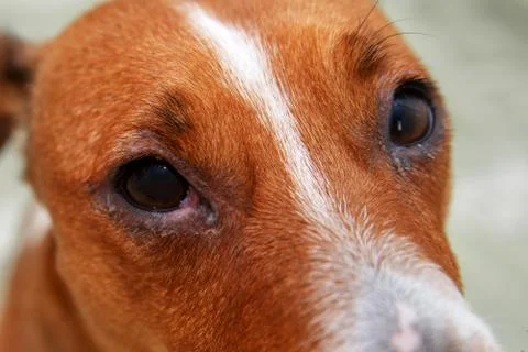 Portrait of a dog with eye problem, conjunctivitis. Dog with bad swollen eyes Stock Photos