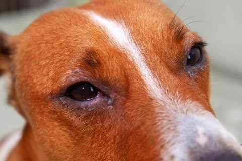 Portrait of a dog with eye problem, conjunctivitis. Dog with bad swollen eyes Stock Photos