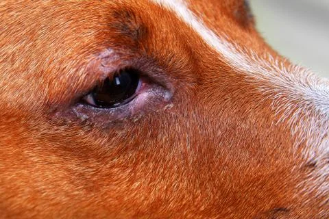 Portrait of a dog with eye problem, conjunctivitis. Dog with bad swollen eyes Stock Photos