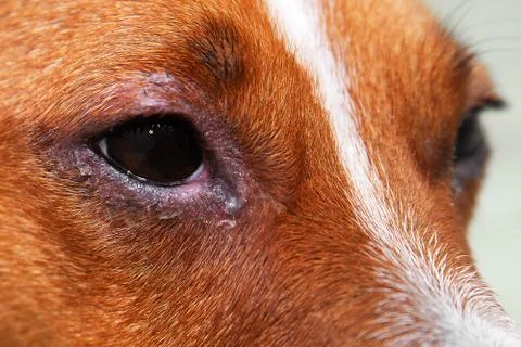 Portrait of a dog with eye problem, conjunctivitis. Dog with bad swollen eyes Stock Photos