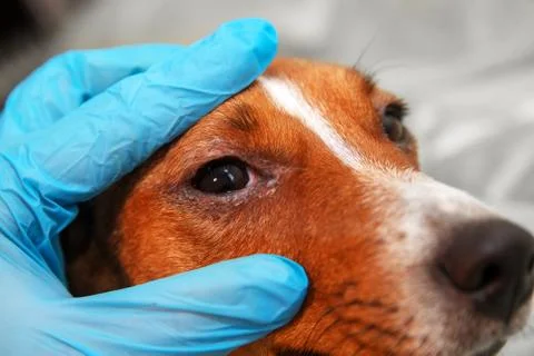 Portrait of a dog with eye problem, conjunctivitis. Dog with bad swollen eyes Foto stock