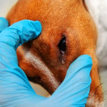 Portrait of a dog with eye problem, conjunctivitis. Dog with bad swollen eyes Stock Photos