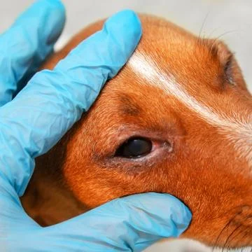 Portrait of a dog with eye problem, conjunctivitis. Dog with bad swollen eyes Stock Photos