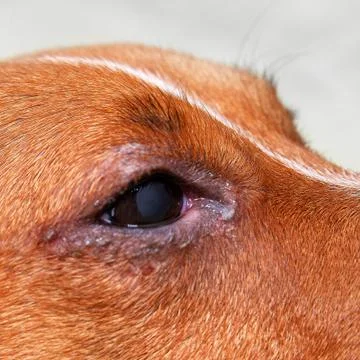 Portrait of a dog with eye problem, conjunctivitis. Dog with bad swollen eyes Stock Photos