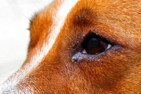 Portrait of a dog with eye problem, conjunctivitis. Dog with bad swollen eyes Stock Photos