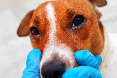 Portrait of a dog with eye problem, conjunctivitis. Dog with bad swollen eyes Stock Photos