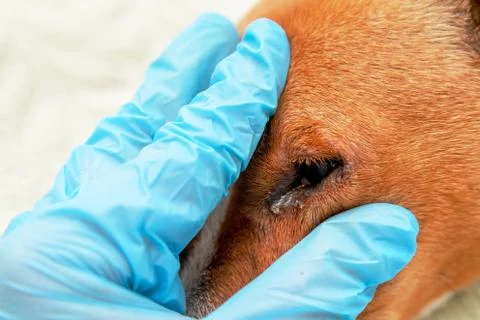 Portrait of a dog with eye problem, conjunctivitis. Dog with bad swollen eyes Foto stock