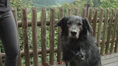 Portrait of a Dog Video stock 80721631