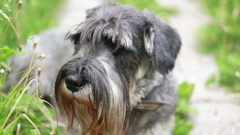 Portrait of a dog Stock Footage 163608108