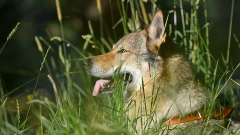 Portrait of a dog in grass Stock Footage 95430526