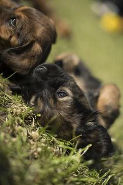 Portrait of the dog on the grass Stock Photos