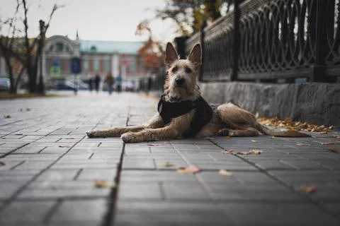 Portrait of a dog in a harness. Dog lies on the sidewalk Stock Photos
