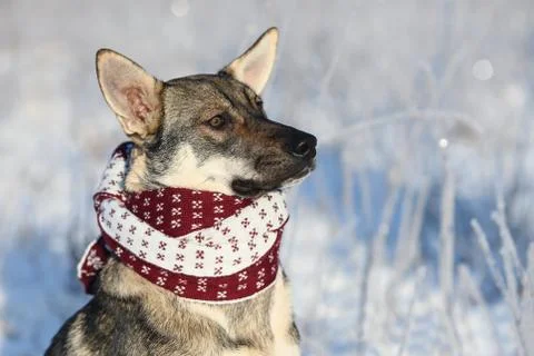 Portrait of dog with a knitted scarf tied around his neck. Stock Photos