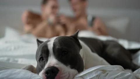 Portrait of dog looking at camera lying on comfortable soft bed with blurred gay Stock Footage 195127288