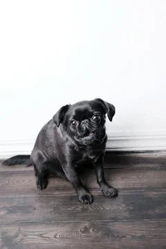 Portrait of dog looking at the camera with open mouth, funny face Stock Photos