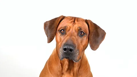 Portrait of dog looking at camera on white background. Rhodesian ridgeback. Stock Footage 164532949