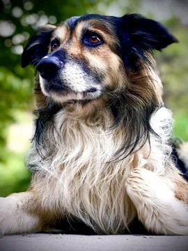 Portrait of a dog lying down looking with a curious face Stock Photos