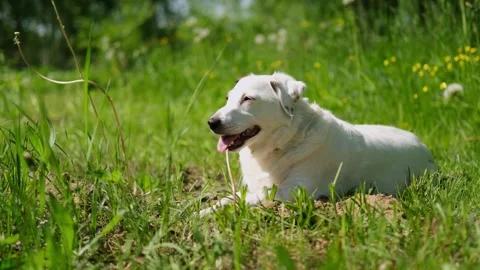 Portrait of a dog lying in the grass in sunlight. Summer, vacation good sunny we Stock Footage 280961954