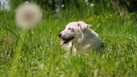 Portrait of a dog lying in the grass in sunlight. Summer, vacation good sunny we Stock Footage 280961959