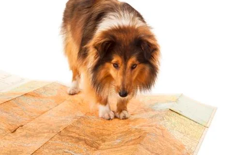 Portrait of dog on map Stock Photos