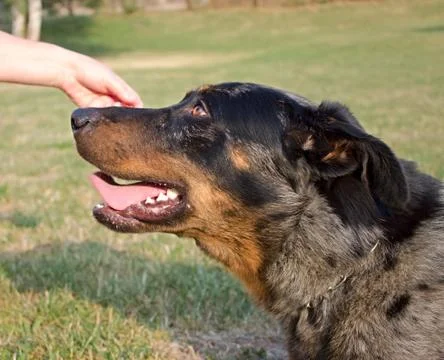 Portrait of dog Stock Photos