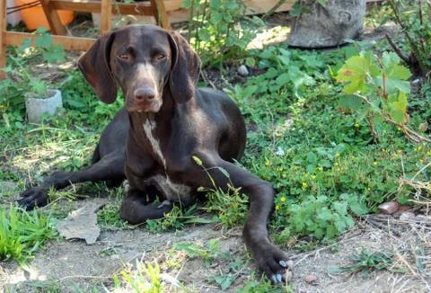 Portrait of a dog Stock Photos
