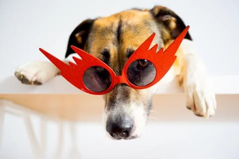 Portrait of a dog Stock Photos