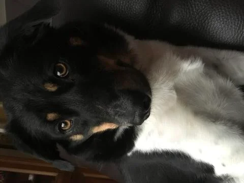 Portrait of a dog. Stock Photos