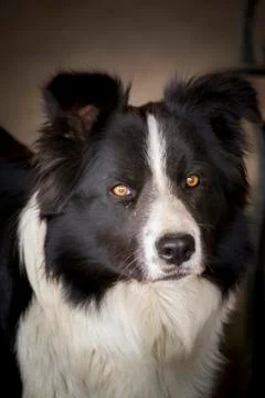 Portrait of a dog Stock Photos