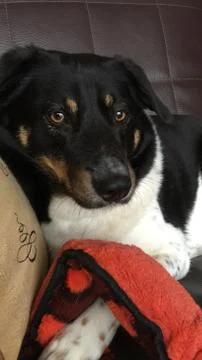 Portrait of a dog. Stock Photos