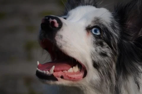 Portrait of a dog Stock Photos