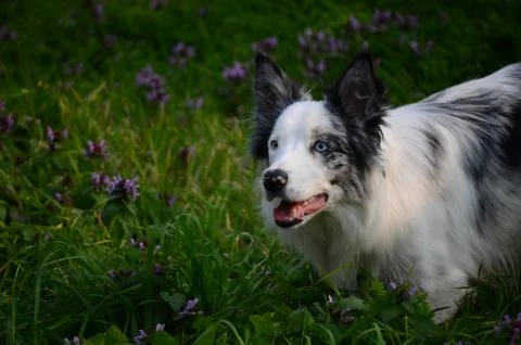 Portrait of a dog Stock Photos