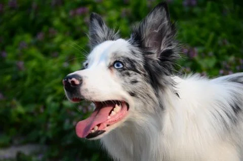 Portrait of a dog Stock Photos