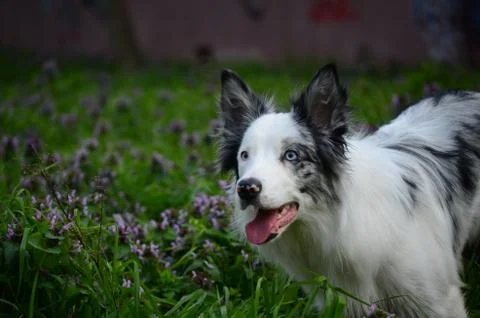 Portrait of a dog Stock Photos