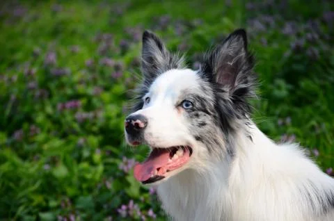 Portrait of a dog Stock Photos