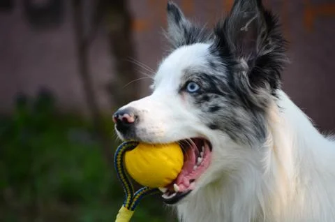 Portrait of a dog Stock Photos