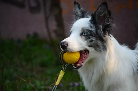 Portrait of a dog Stock Photos